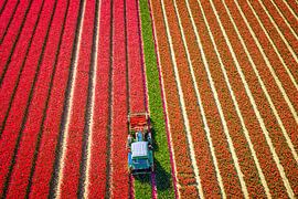Un tracteur en train de tailler des tulipes dans un champ de tulipes au printemps