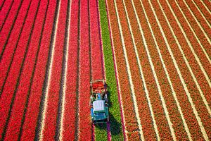 Ein Traktor beim Entkernen von Tulpen in einem Tulpenfeld im Frühling