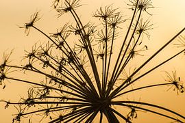 Silhouette of a blossomed hogweed