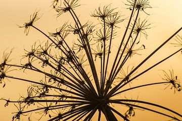 Silhouette of a blossomed hogweed by Erna Böhre