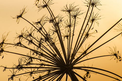 Silhouette of a blossomed hogweed
