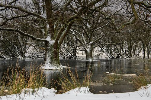 Des arbres dans la glace dans les Zeepeduinen