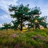 Den met sunburst Dwingelerveld met bloeiende heide van R Smallenbroek