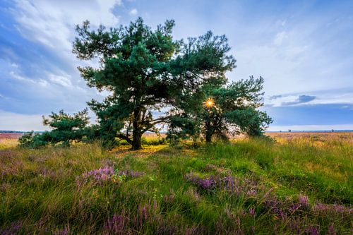 Pine with sunburst Dwingelerveld with flowering heather