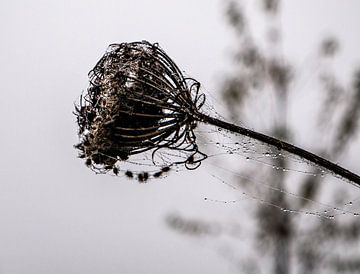 backlight by hans kuhne