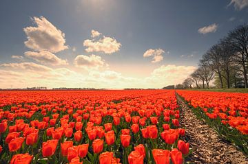 Tulipes poussant dans des champs agricoles au printemps  sur Sjoerd van der Wal Photographie