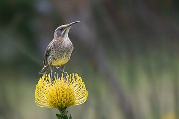Kaphonigfresser von Lex van Doorn
