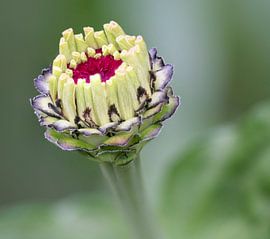 Flowerbud Zinnia by Ingrid Ronde