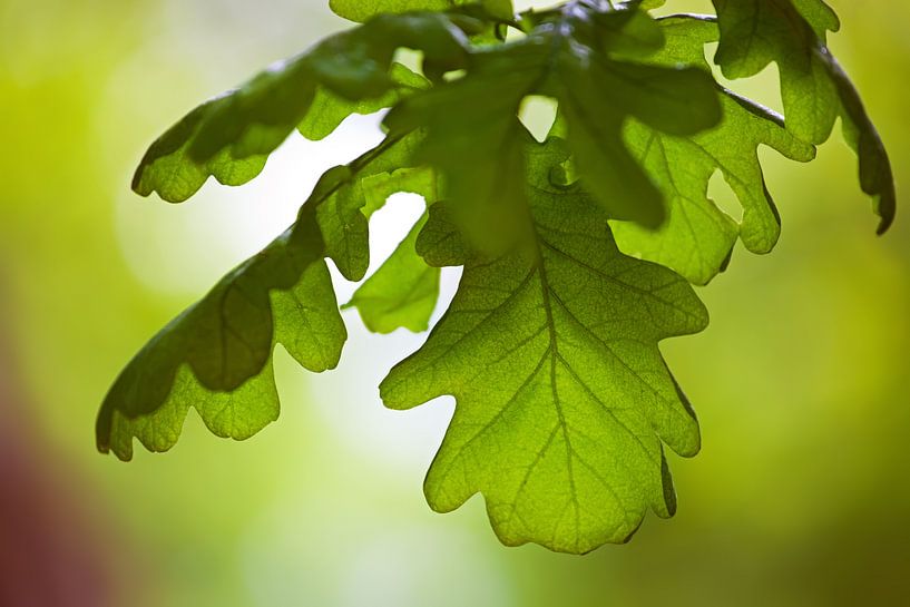 Feuilles de chêne par Bo Valentino