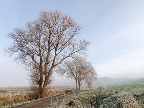 Goedemorgen