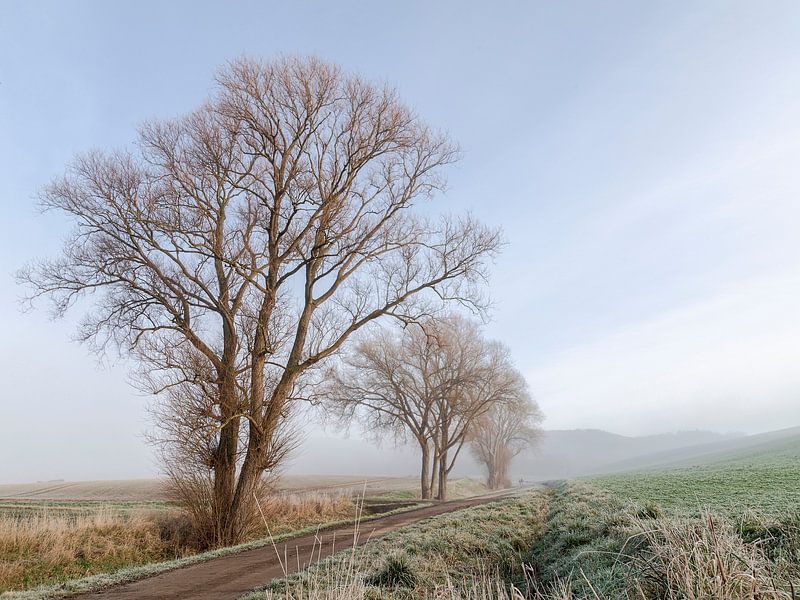 Good Morning von Michael Schulz-Dostal