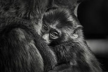 Moeder en baby aap ( resusaap of resusmakaak ) van Chihong
