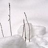 Des branches de lavande dans la neige sur FotoGraaG Hanneke