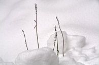 Lavendeltakken in de sneeuw van FotoGraaG Hanneke thumbnail