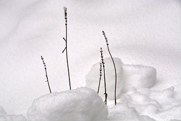 Lavendelzweige im Schnee