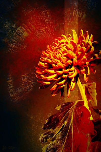 Chrysanthème en rouge par Helga Blanke
