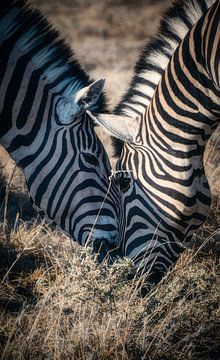 The same blade of grass by Loris Photography