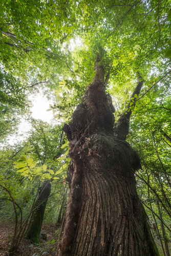 Ancient Chestnut Tree in Garfagnana Forest San Romano