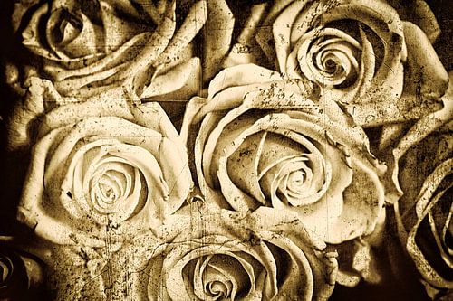 Vintage rozen - Oud Sepia