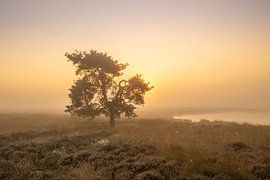 Baum im Moor bei Sonnenaufgang im Nebel neben einem Moor von KB Design & Photography (Karen Brouwer)