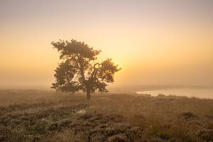 Baum im Moor bei Sonnenaufgang im Nebel neben einem Moor