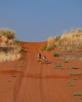 Jachtluipaarden op prooi in de Kalahari van Namibië van Patrick Groß