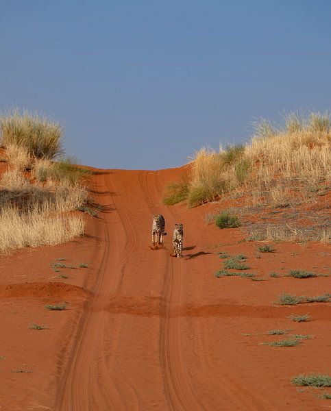 Cheetahs hunting prey in the Kalahari of Namibia by Patrick Groß