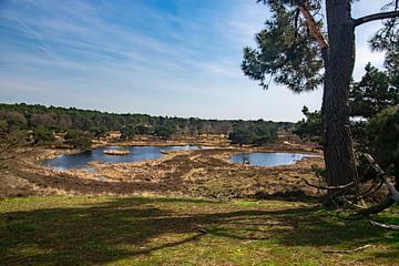 Het Quin (Maasduinen, Pays-Bas) sur Kristof Leffelaer