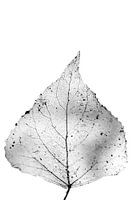Fading Nature 12