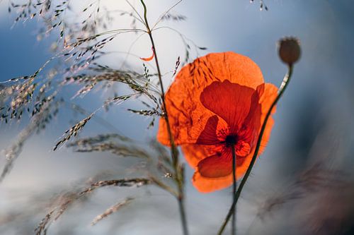 Mohnblume im Gegenlicht