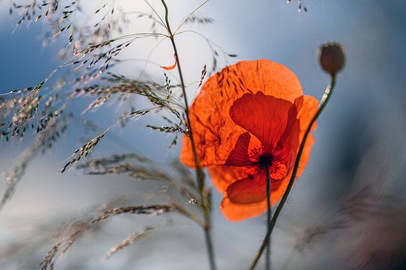 Klaproos in tegenlicht van Kurt Krause