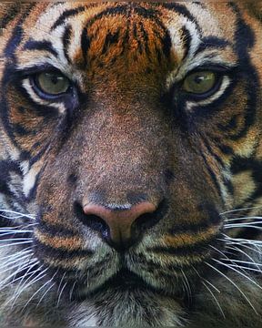 The eyes of the Tiger van Esmeralda de Nooijer
