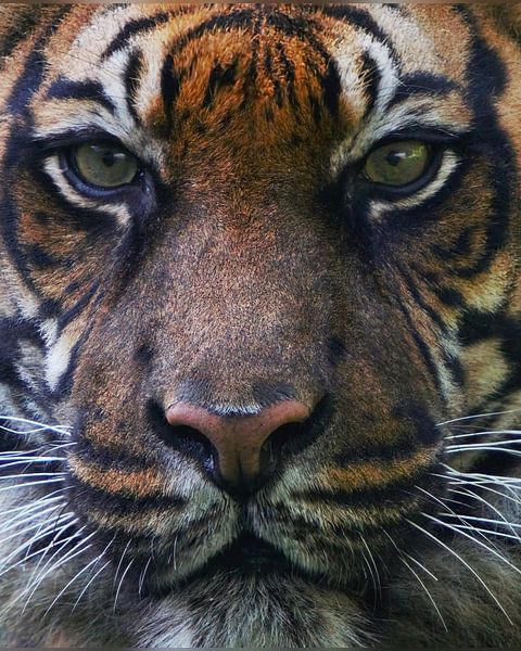The eyes of a tiger by Esmeralda de Nooijer