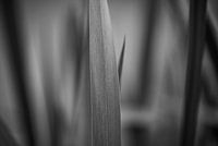 Dordrecht, Grass