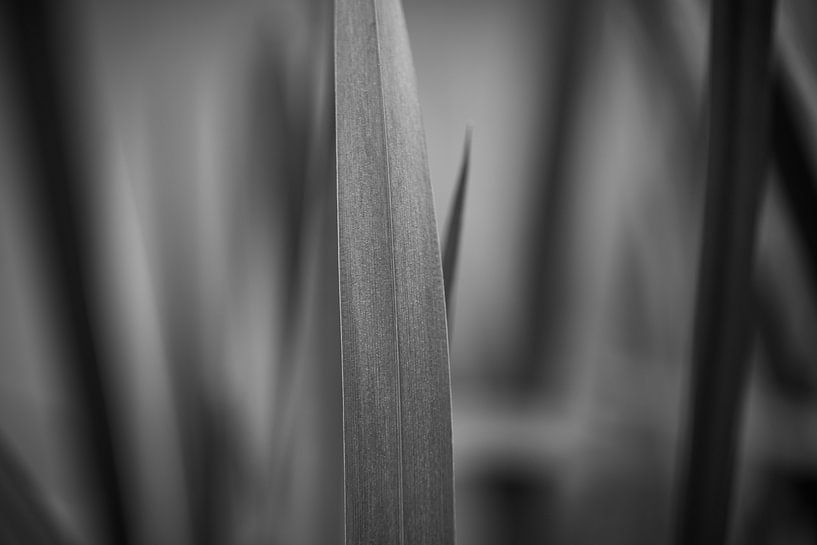 Dordrecht, Grass by Piotr Aleksander Nowak