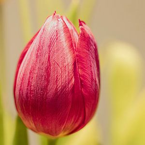 Rode tulp in vierkant kader van Huub de Bresser