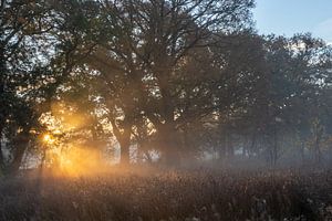 Sonnenaufgang in Westerwolde