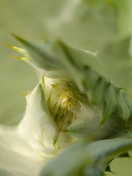 Growing Up (Artichoke)