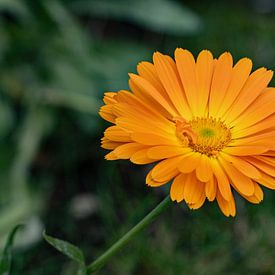 Marigold by Huub de Bresser