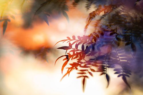 Magischer Sonnenuntergang