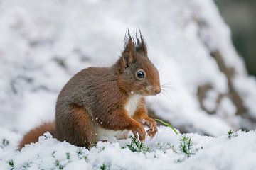 Eekhoorn in de sneeuw. van Albert Beukhof