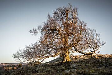 Oude beuk van Rhön in het avondlicht van Jürgen Schmittdiel Photography