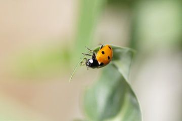 Coccinelle sur Willemijn