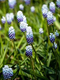 Grape Hyacinths