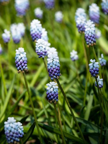Grape Hyacinths