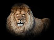 Leeuwen: liggende leeuw met zwarte achtergrond van Marjolein van Middelkoop thumbnail