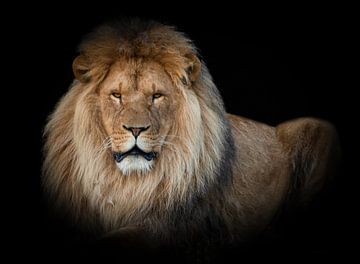 Leeuwen: liggende leeuw met zwarte achtergrond