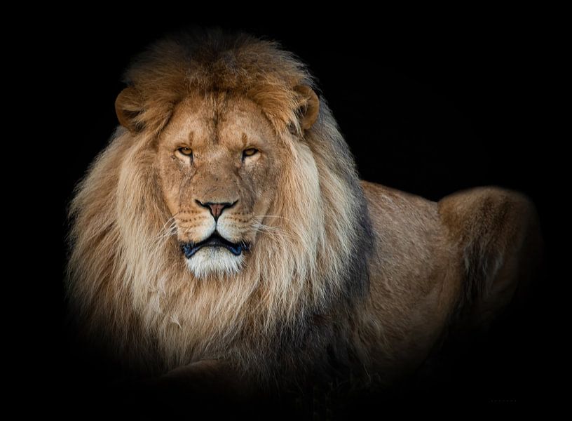 Löwen: Liegender Löwe mit schwarzem Hintergrund von Marjolein van Middelkoop