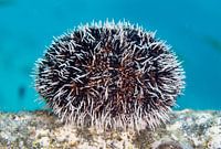Sea Apple