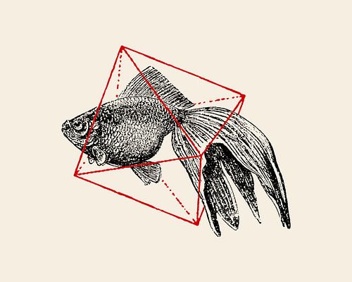 Poissons en géométrie Nº3